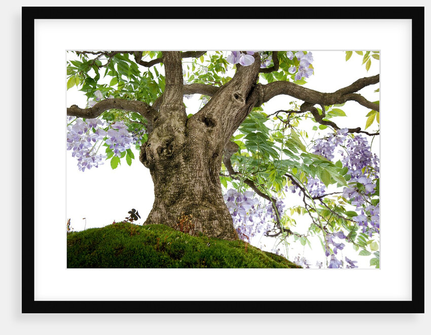 bonsai by Anonymous