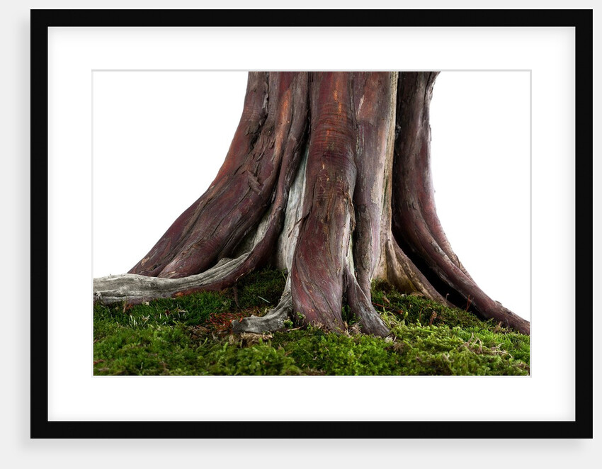 bonsai by Anonymous