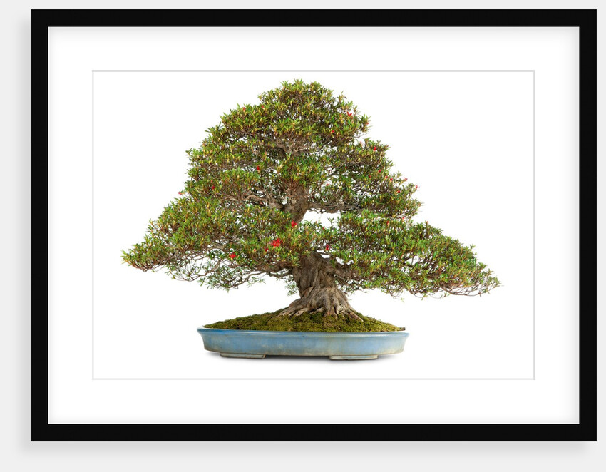 bonsai by Anonymous