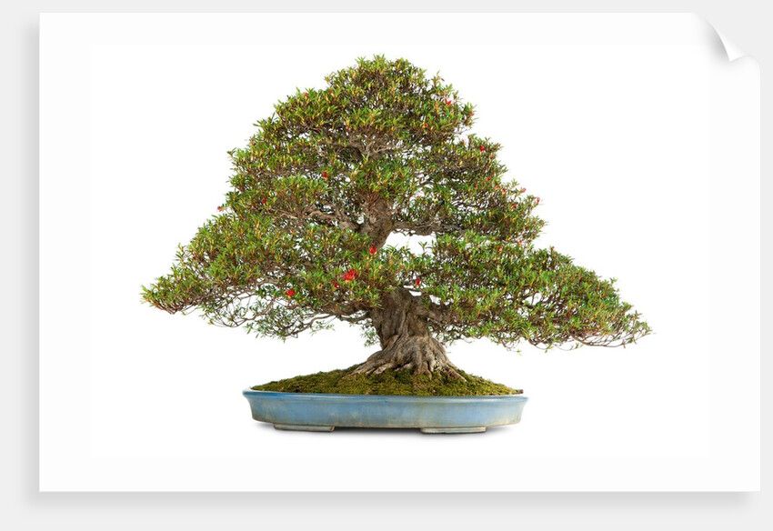 bonsai by Anonymous