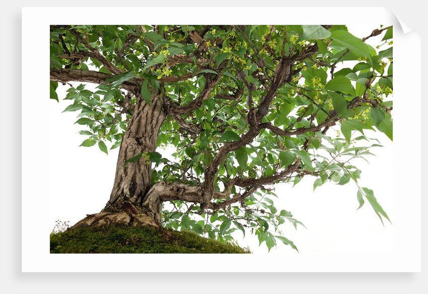 bonsai by Anonymous