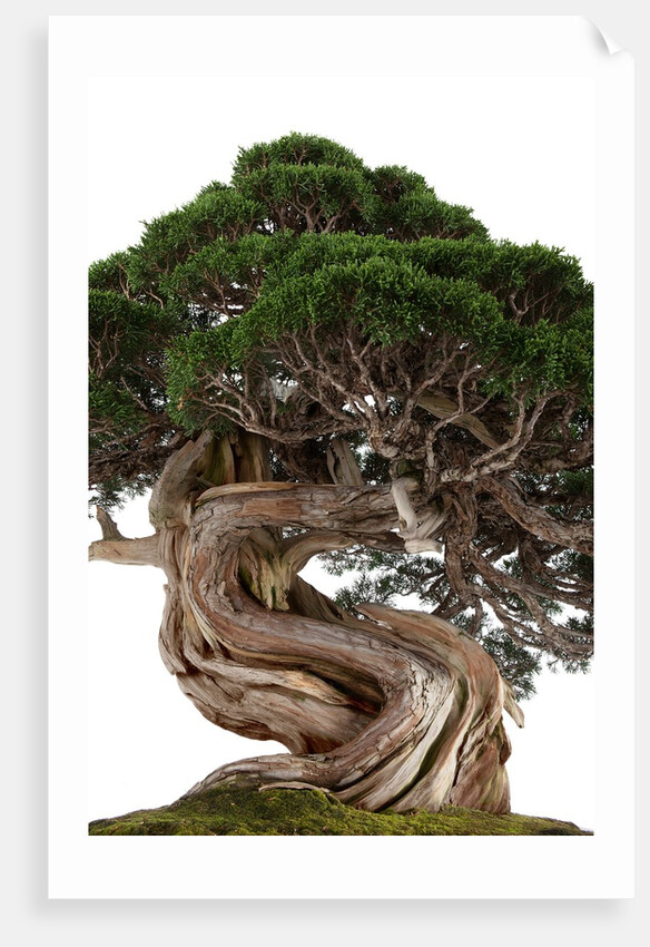 bonsai by Anonymous