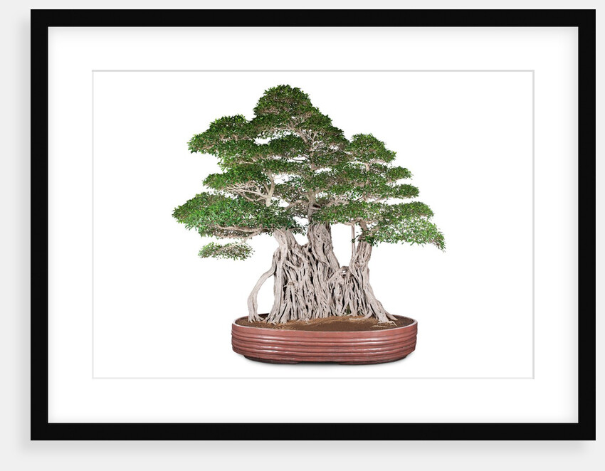 bonsai by Anonymous