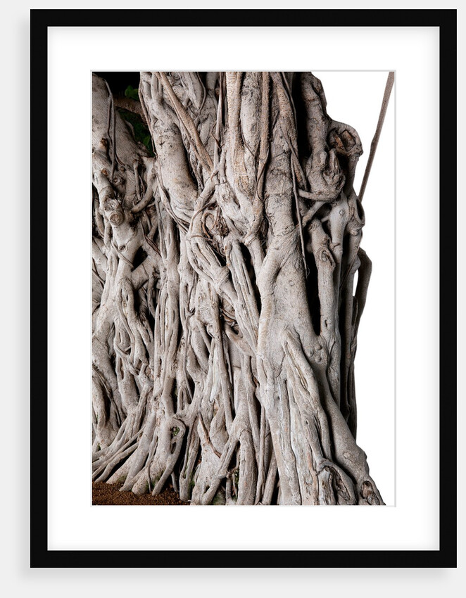bonsai by Anonymous