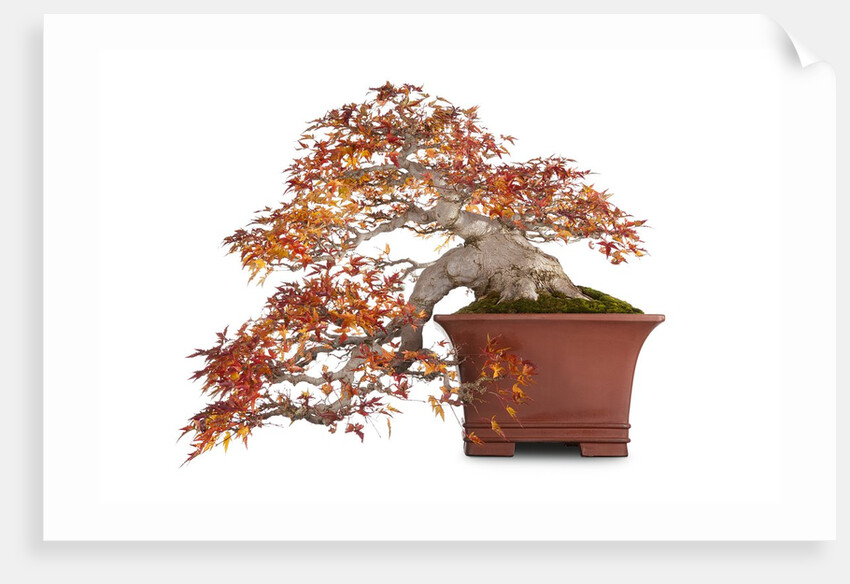 bonsai by Anonymous