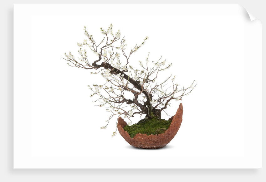 bonsai by Anonymous