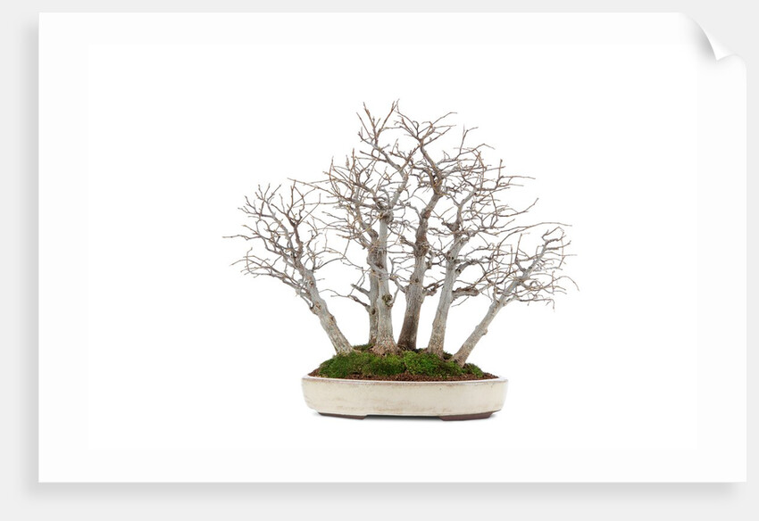 bonsai by Anonymous