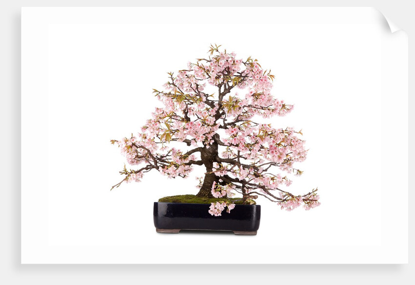 bonsai by Anonymous