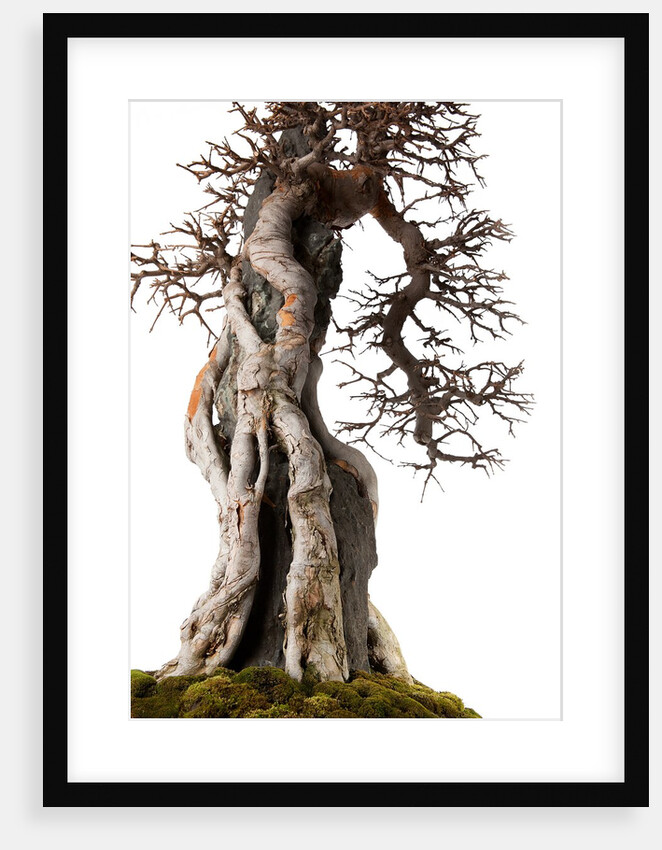 bonsai by Anonymous