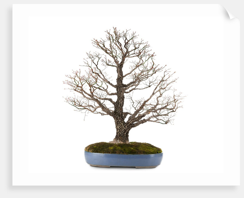 bonsai by Anonymous
