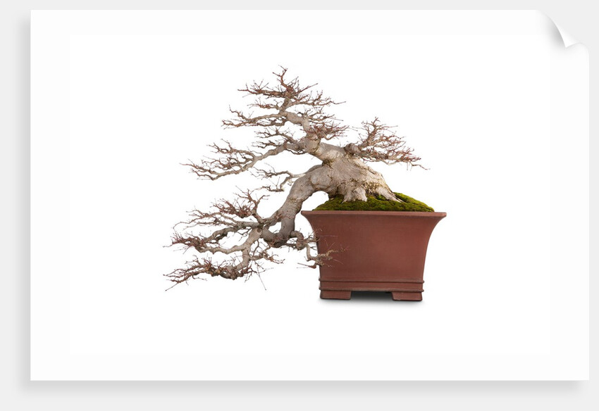 bonsai by Anonymous