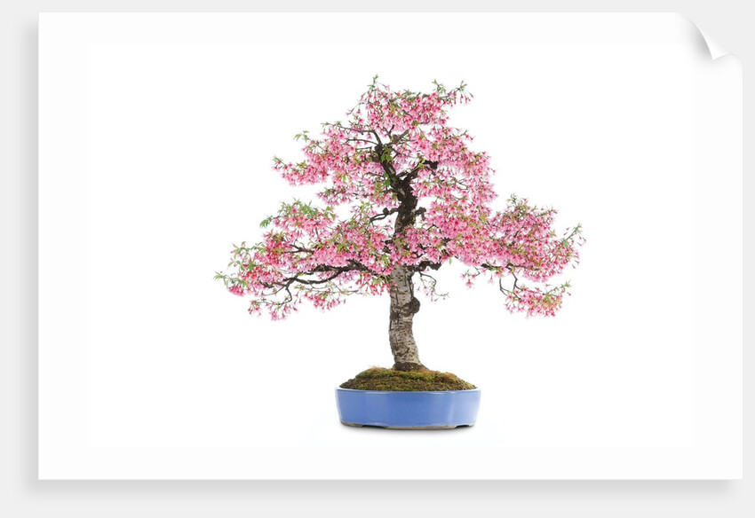 bonsai by Anonymous