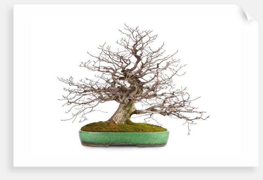 bonsai by Anonymous