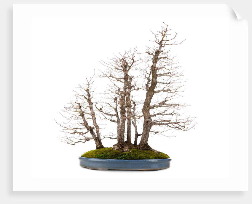 bonsai by Anonymous