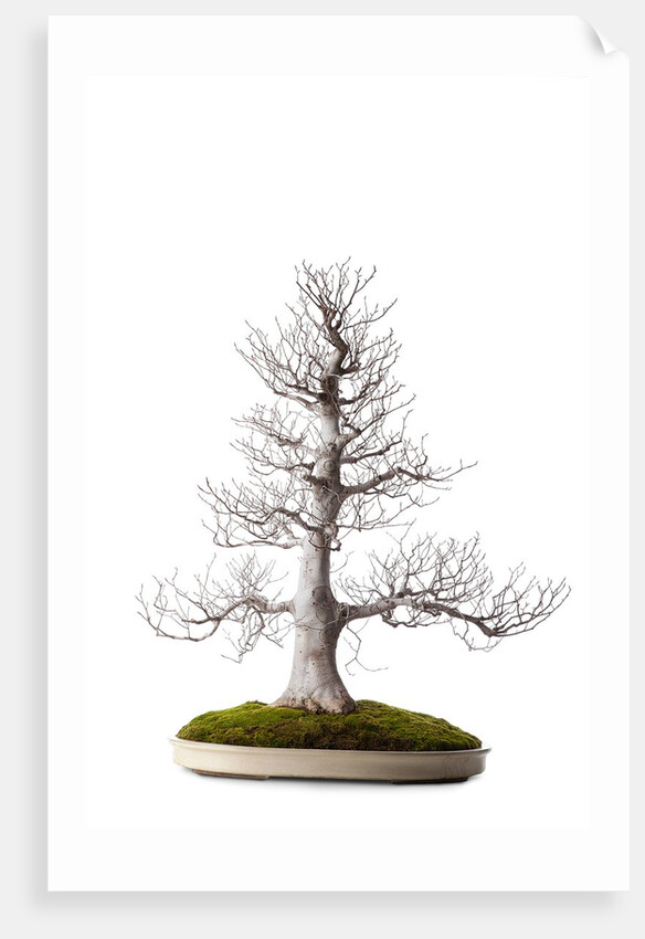 bonsai by Anonymous