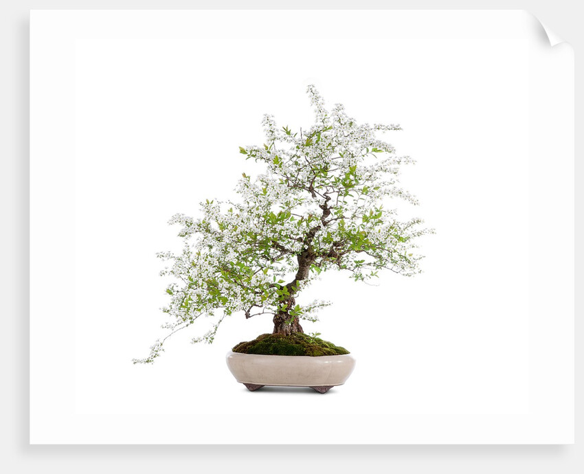 bonsai by Anonymous