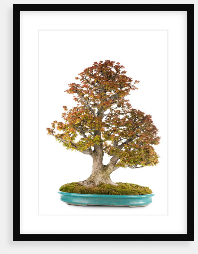 bonsai by Anonymous