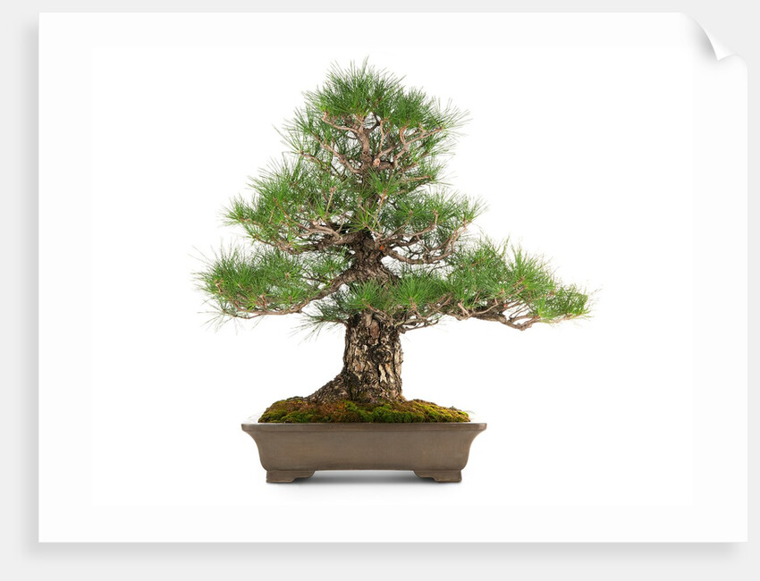 bonsai by Anonymous