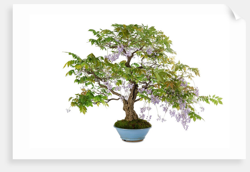 bonsai by Anonymous