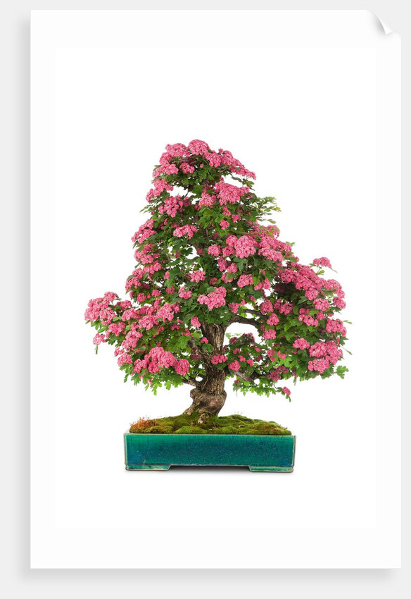 bonsai by Anonymous
