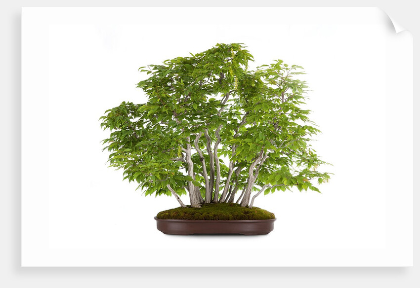 bonsai by Anonymous