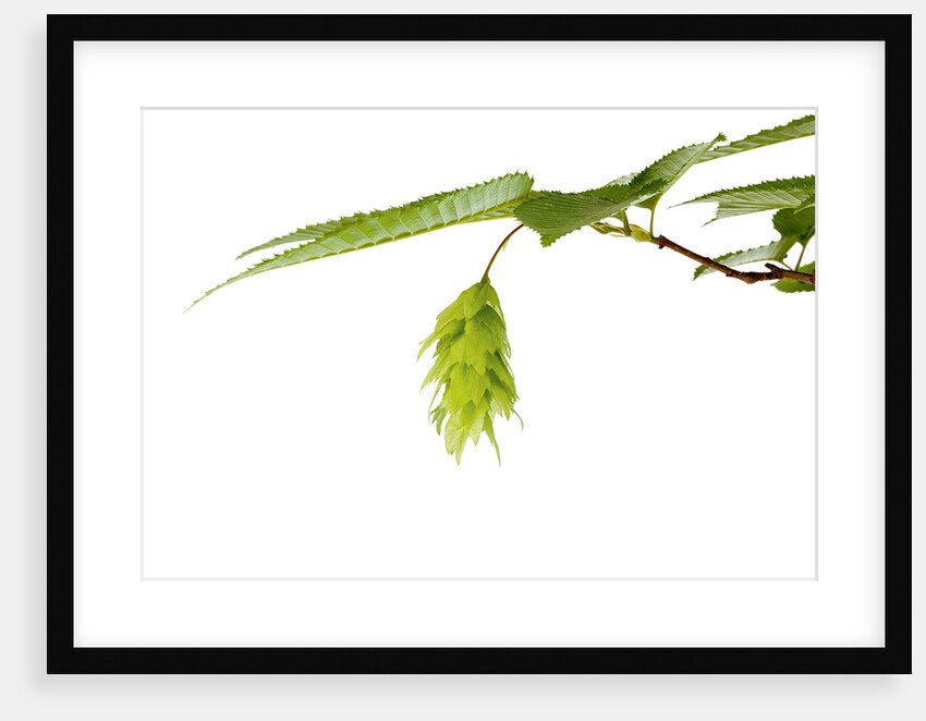 Japanese hornbeam leaves and hop by Anonymous