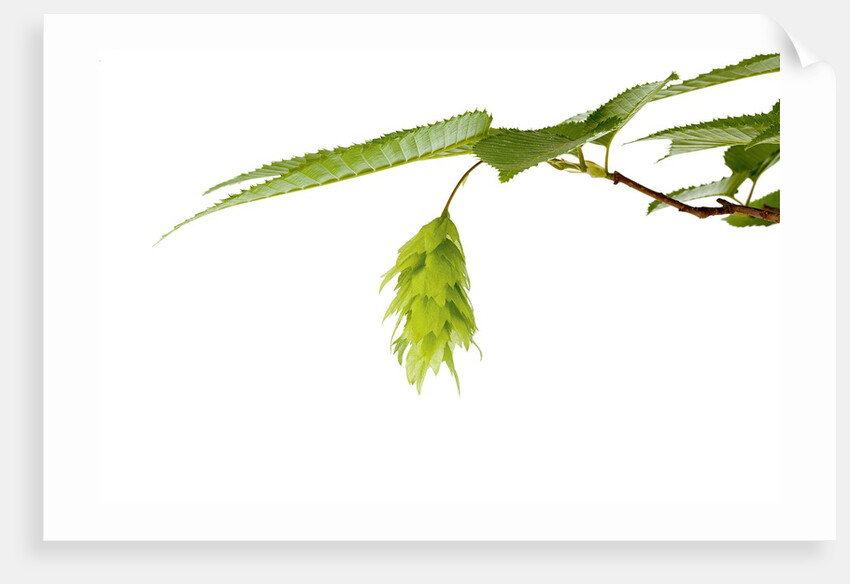 Japanese hornbeam leaves and hop by Anonymous