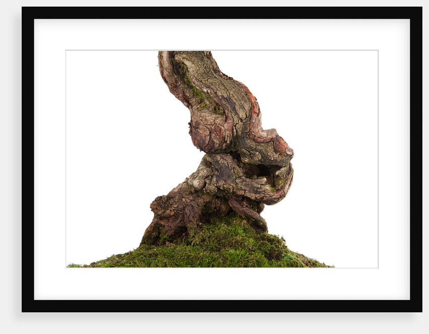 bonsai by Anonymous