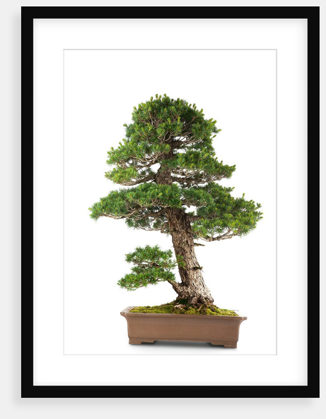 bonsai by Anonymous