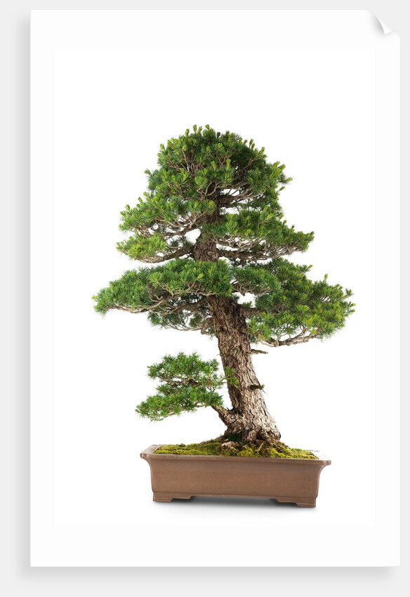 bonsai by Anonymous