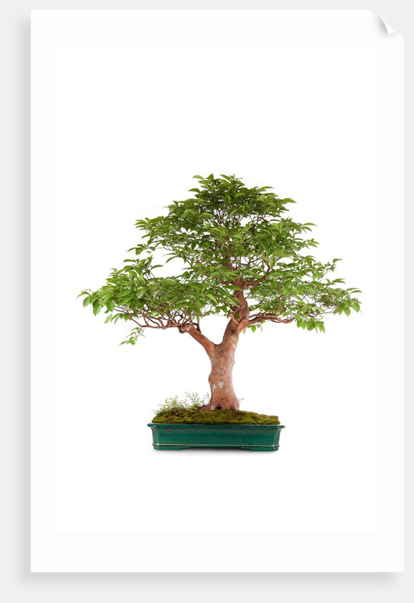 bonsai by Anonymous
