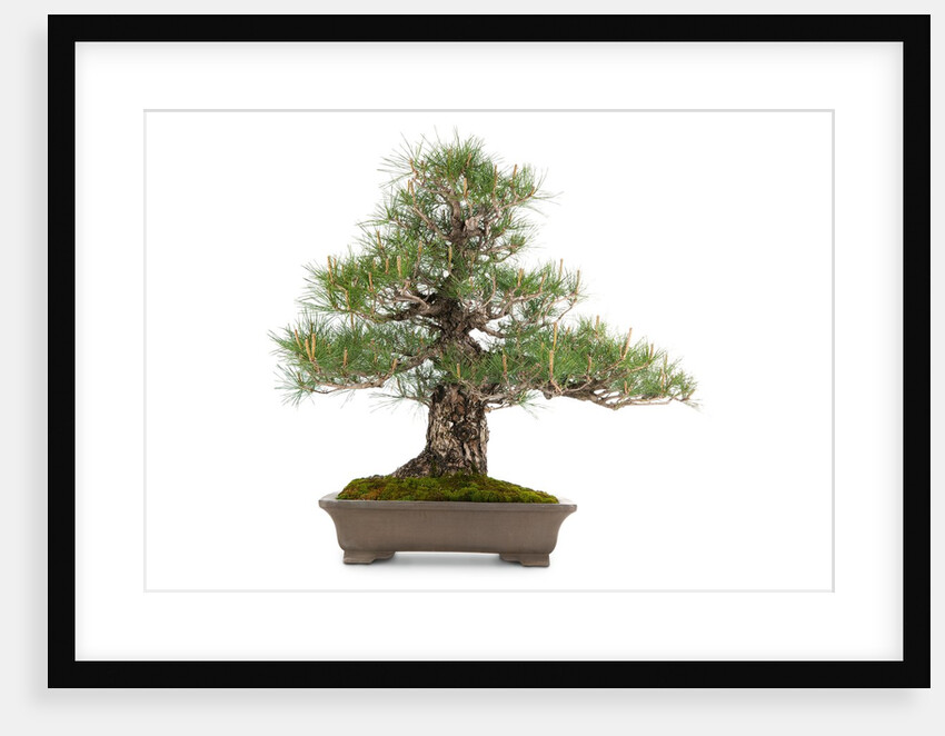 bonsai by Anonymous