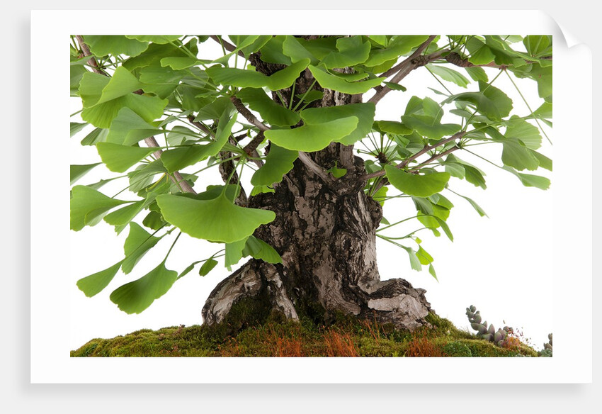 bonsai by Anonymous