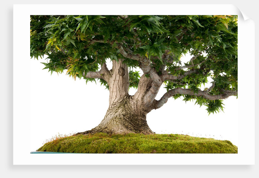 bonsai by Anonymous