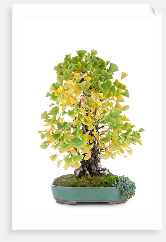 bonsai by Anonymous