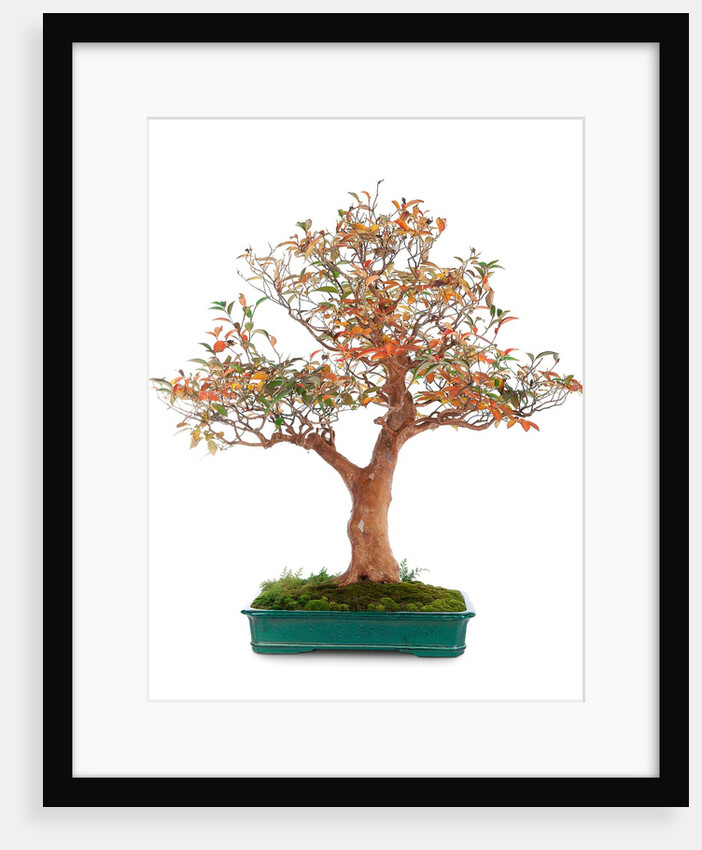 bonsai by Anonymous