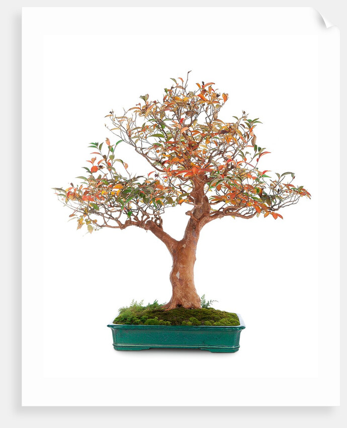 bonsai by Anonymous