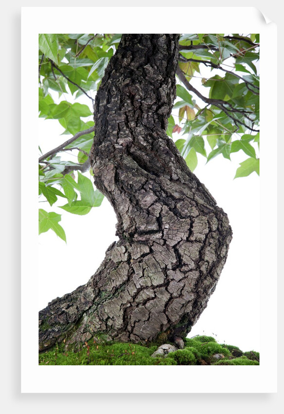 bonsai by Anonymous