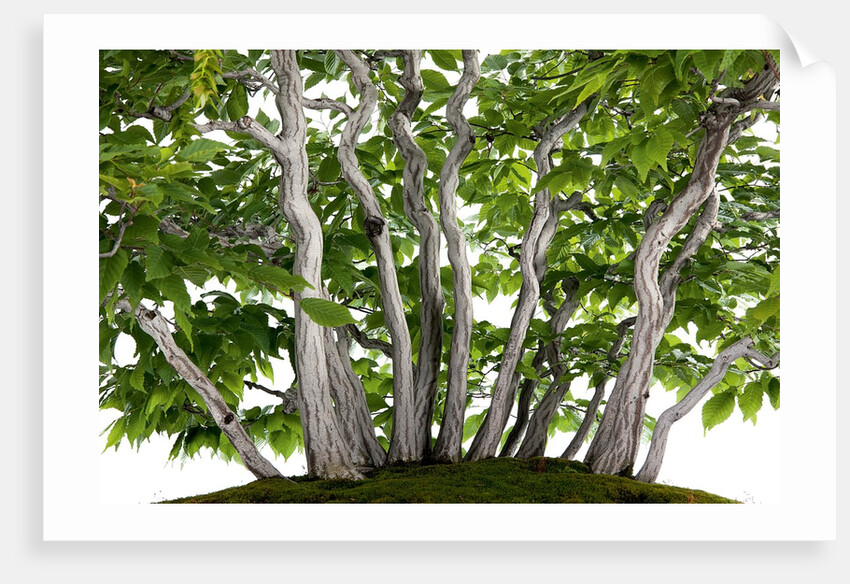 bonsai by Anonymous