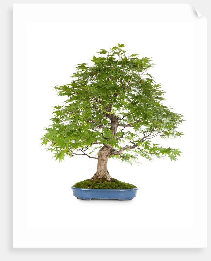 bonsai by Anonymous