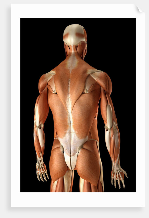 Rear-view of the muscles of the upper body by Anonymous