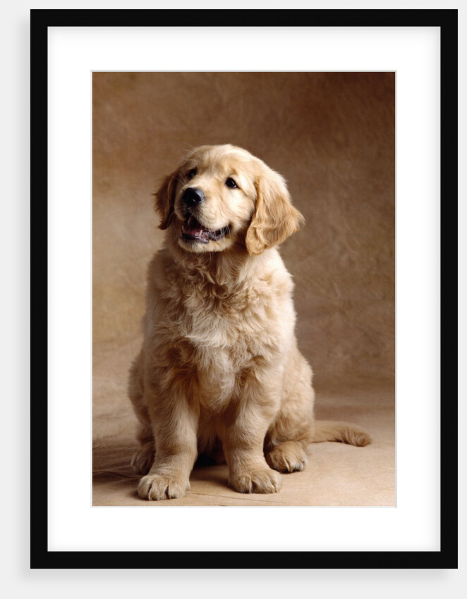 Golden Retriever Puppy by Anonymous