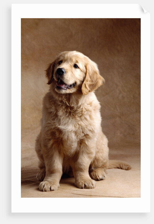 Golden Retriever Puppy by Anonymous