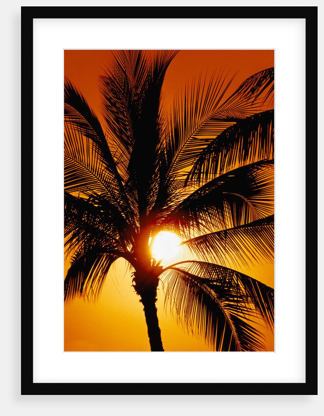 Palm Tree and Sunset by Anonymous