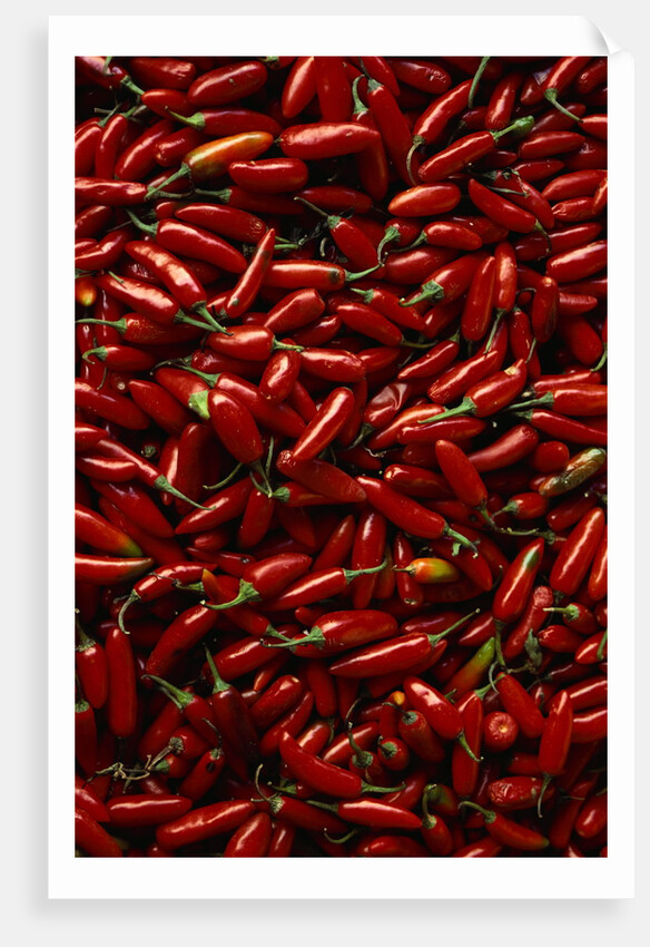 Abundance of Red Chilies by Corbis