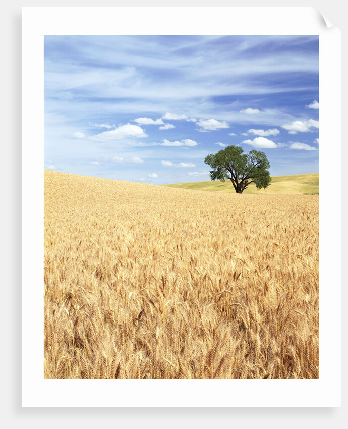 Sprawling Wheat Fields by Anonymous