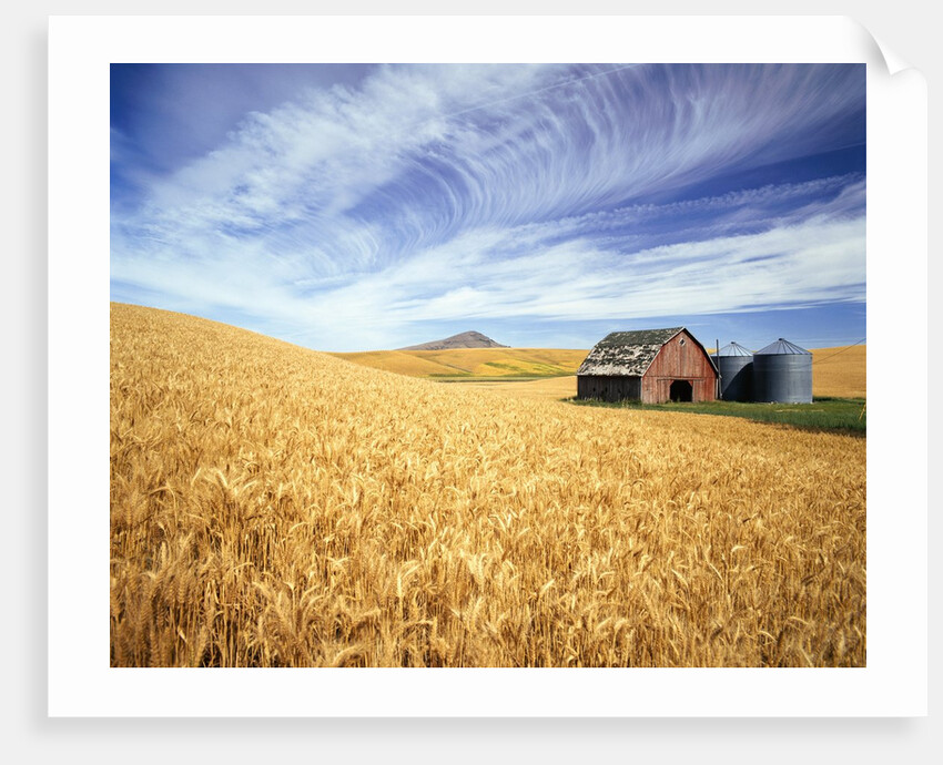 Wheat Field Surrounding Barn by Anonymous
