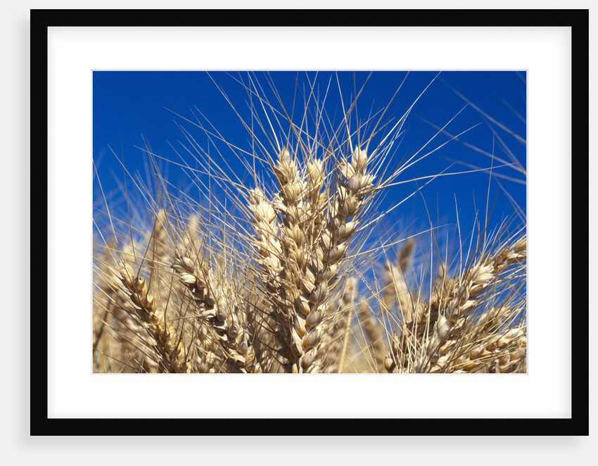 Wheat Crop Growing in Field by Anonymous