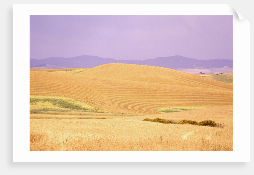Rolling Wheat Fields by Anonymous