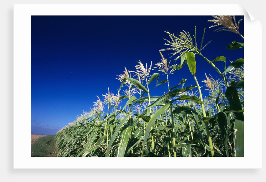 Row of Corn Growing in Field by Anonymous